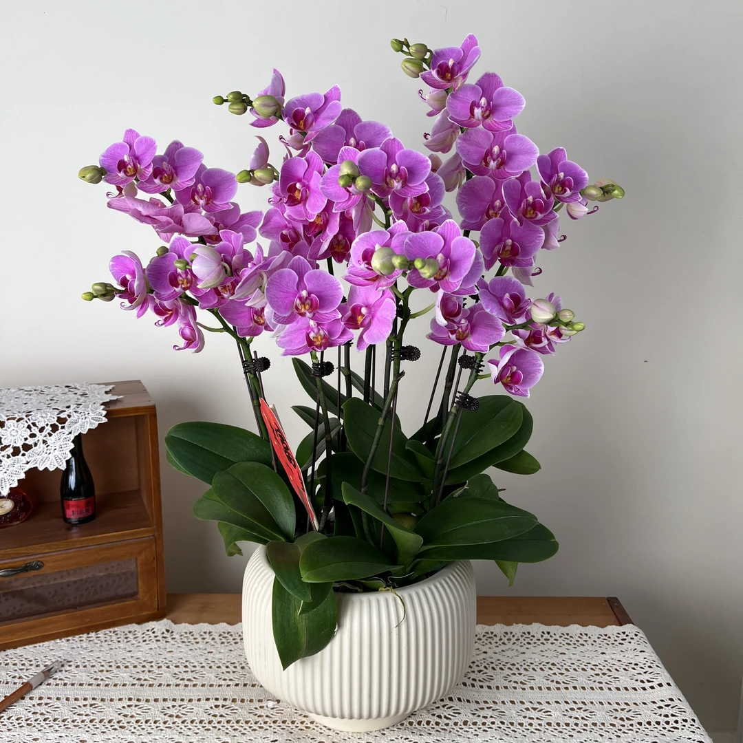 优选年宵花【紫蝶】-蝴蝶兰 组盆摆设客厅摆设种植基地发货4-8