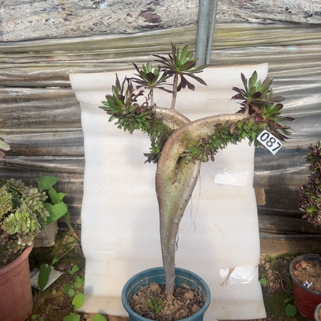 有伤黑缀087高度43厘米