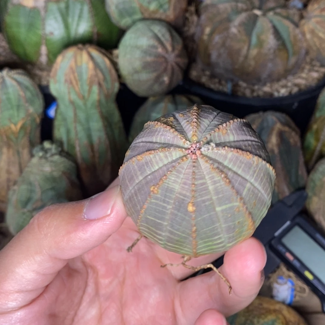 54 欧系实生布纹球多肉植物