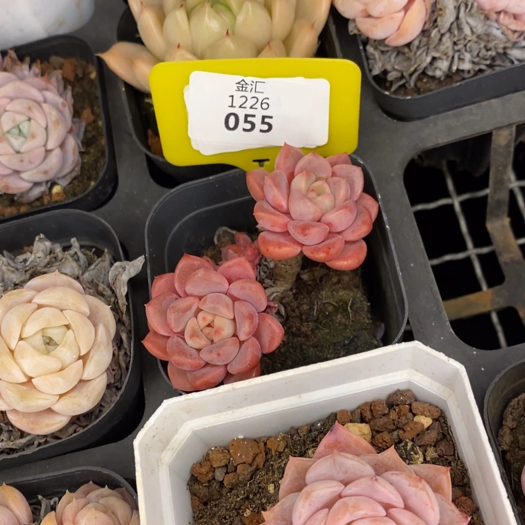 福利多多。1226005