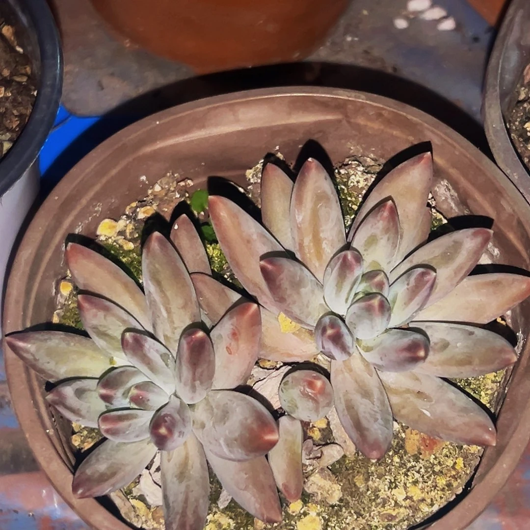 桔云多肉美人精品系列