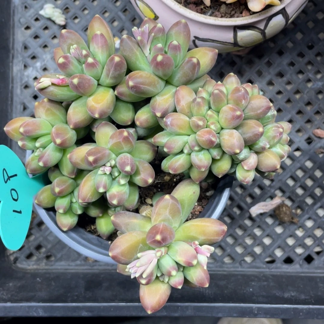 千代田缀化不包整介意勿拍109