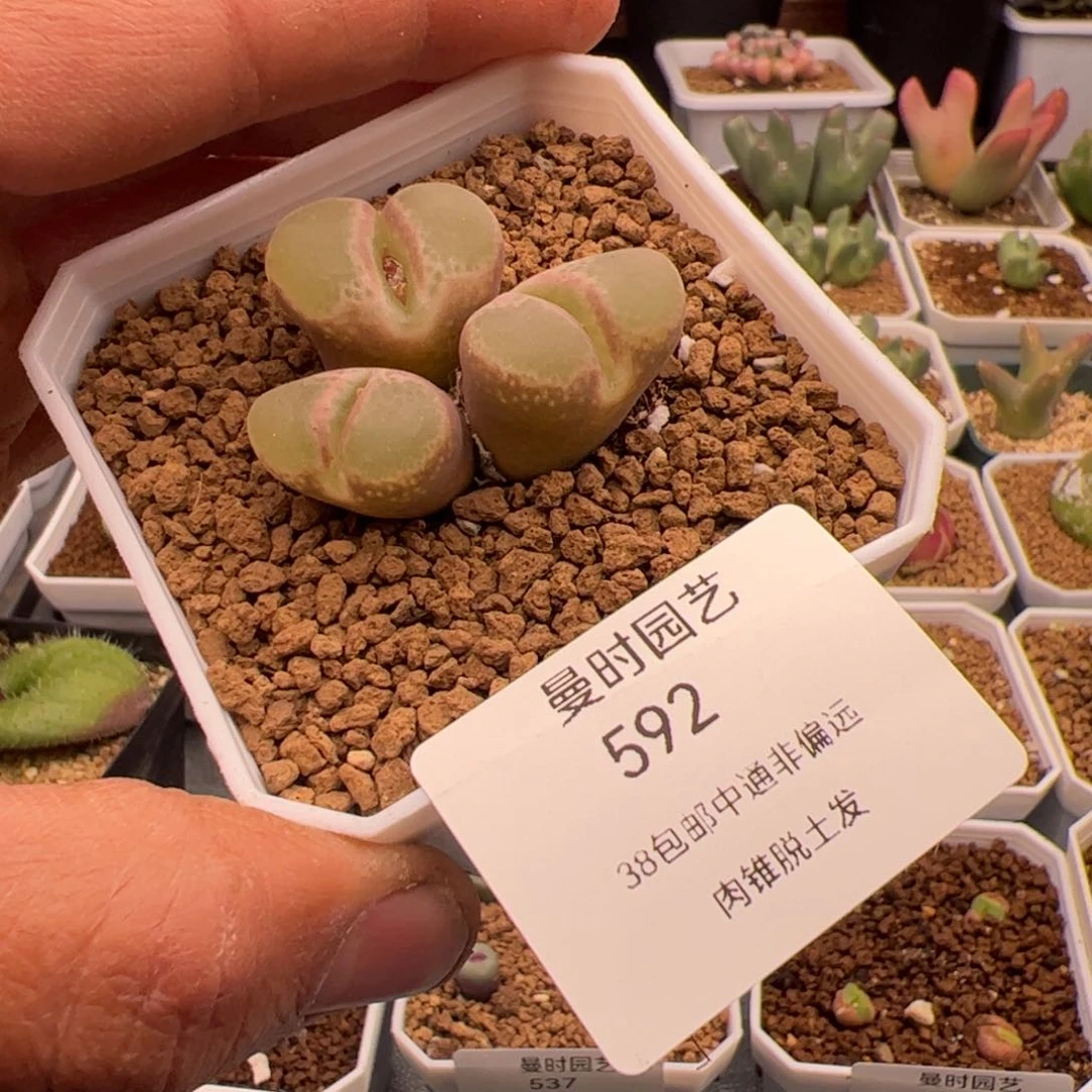 海*3.8福利风铃多肉植物592