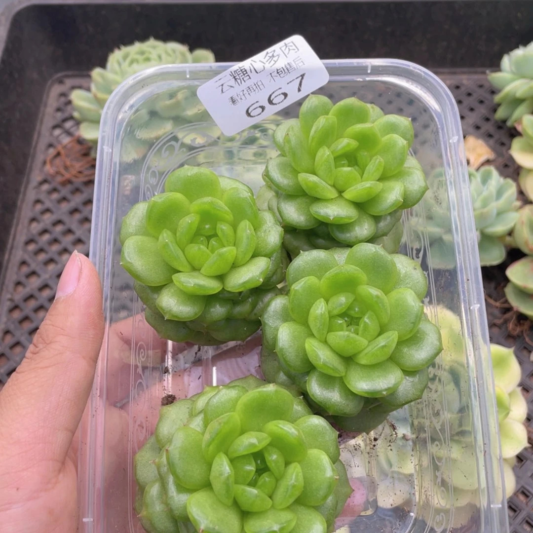 云糖心多肉植物667