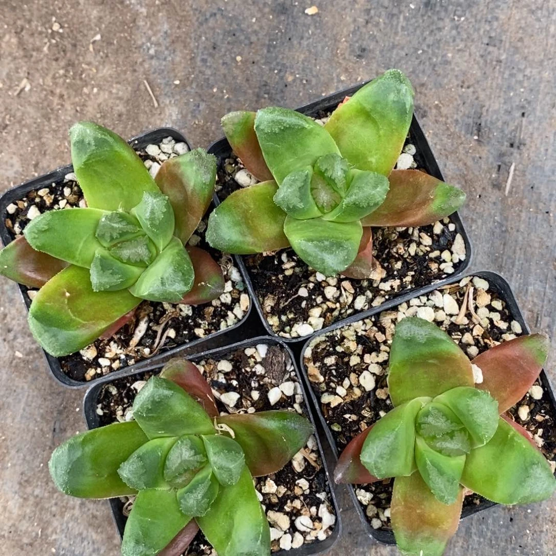 1063 一颗玉万。 超级福利