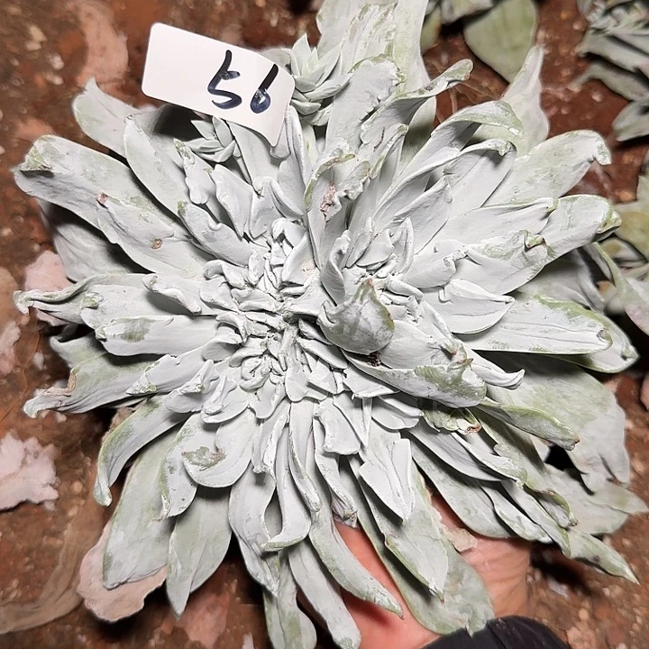 h***u3代杂交仙女杯多肉福利辞退瑕疵