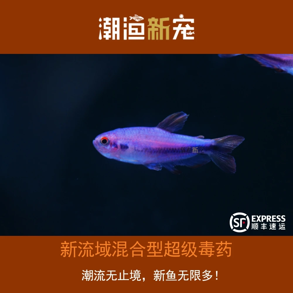 新流域混合型超级毒药 热带小型观赏灯鱼 顺丰包邮包损