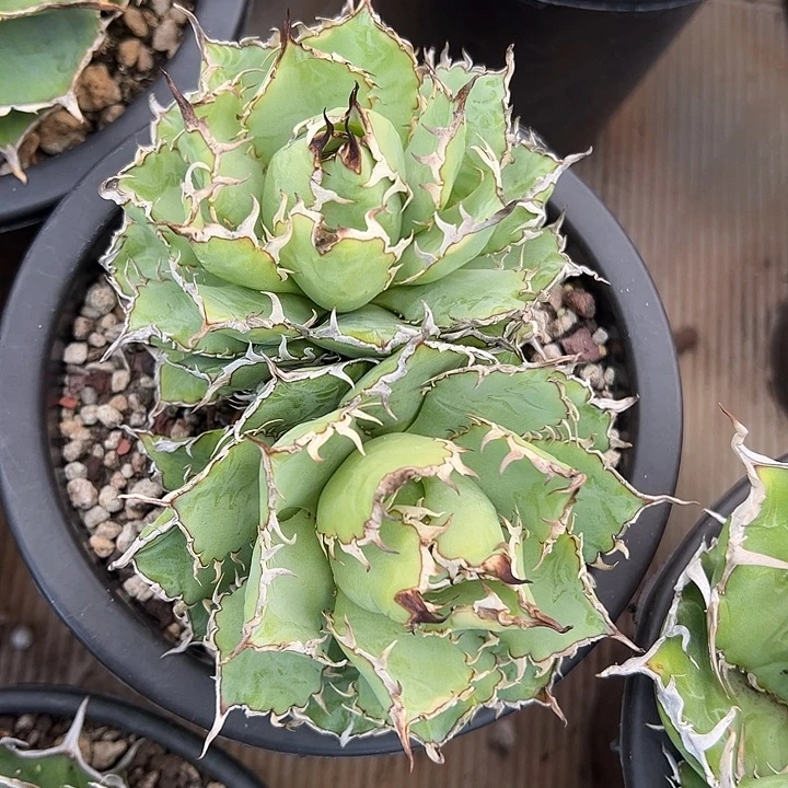 水***色龙舌兰多肉植物多肉