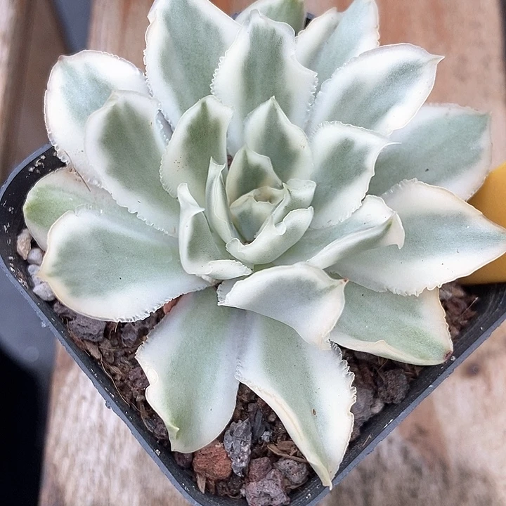 多肉植物紫蝴蝶锦2011
