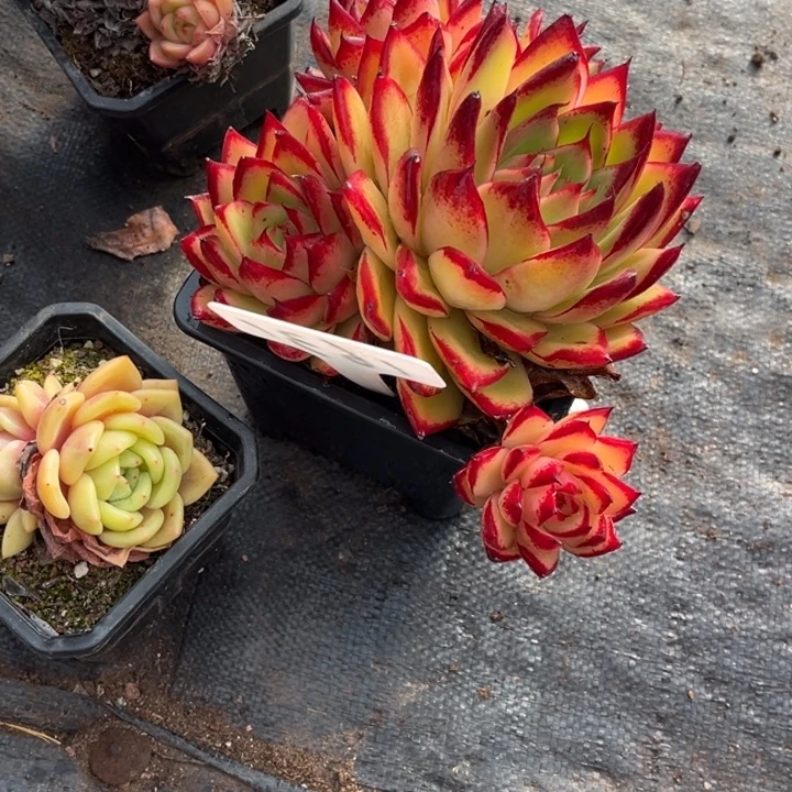 爱****1631多肉58888800000000