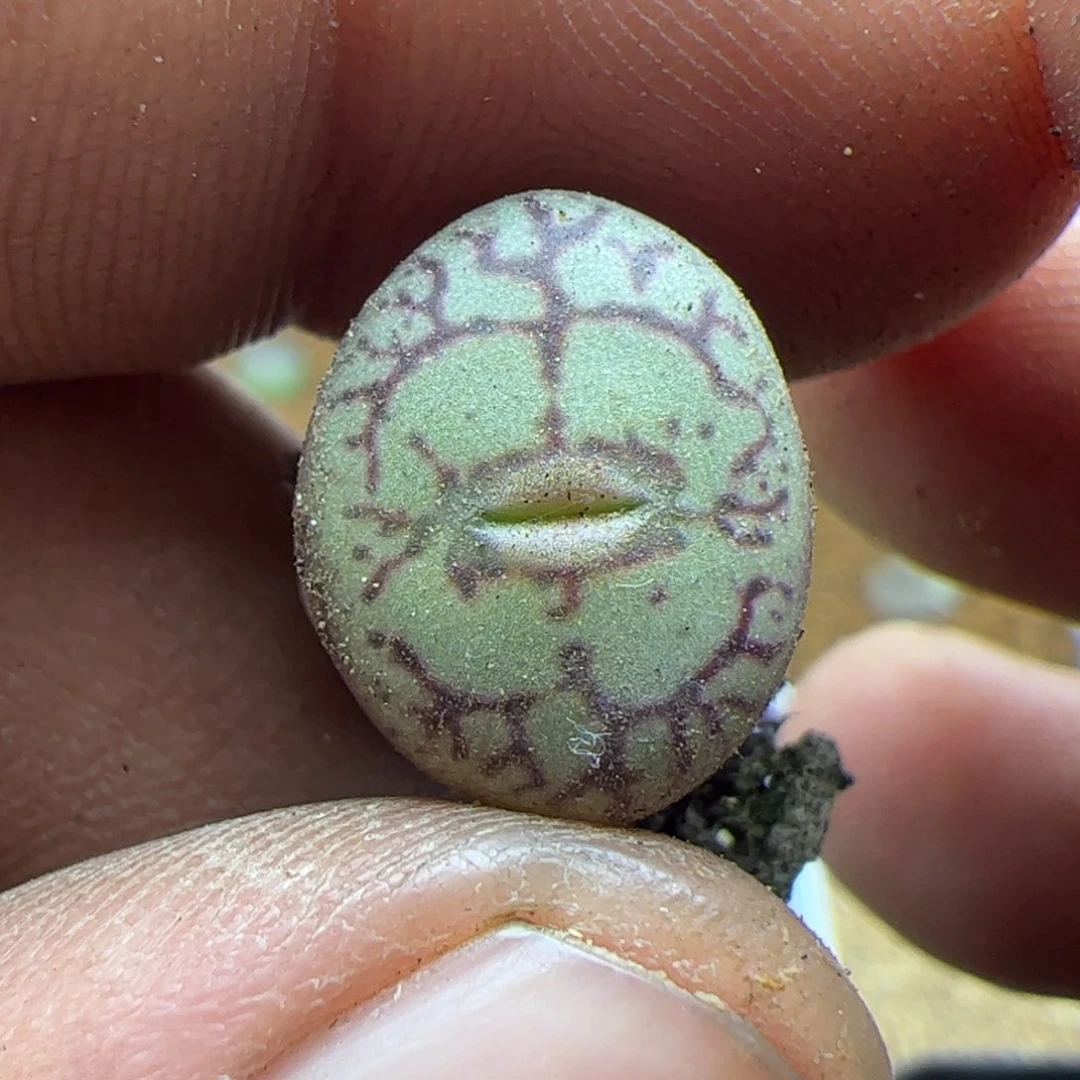 大家过年好22548