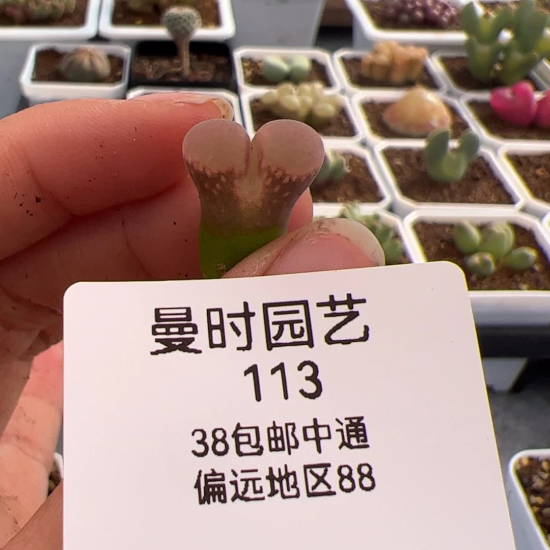 ?**单113号红宝石风铃2.6多肉