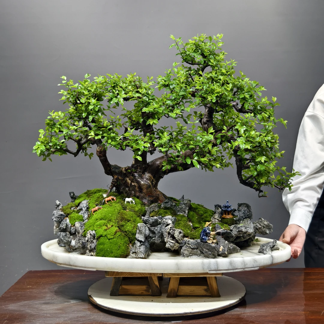小叶雀梅树桩造型绿植盆景客厅桌面盆栽植物好养假山装饰