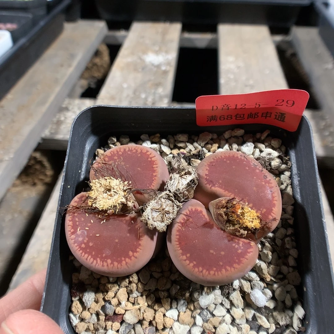 12-5-29    母本鸡血石