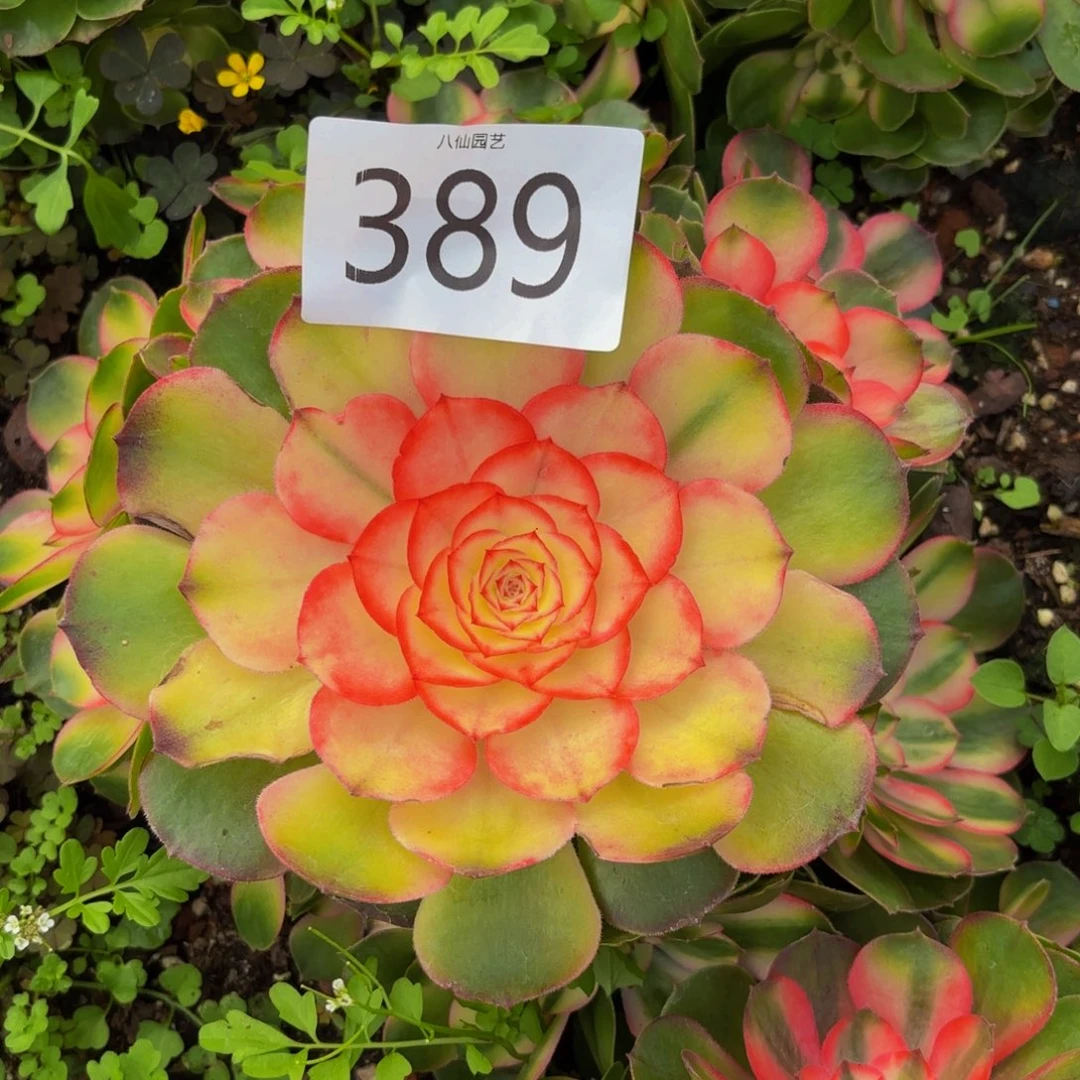 389多肉植物荔枝特价