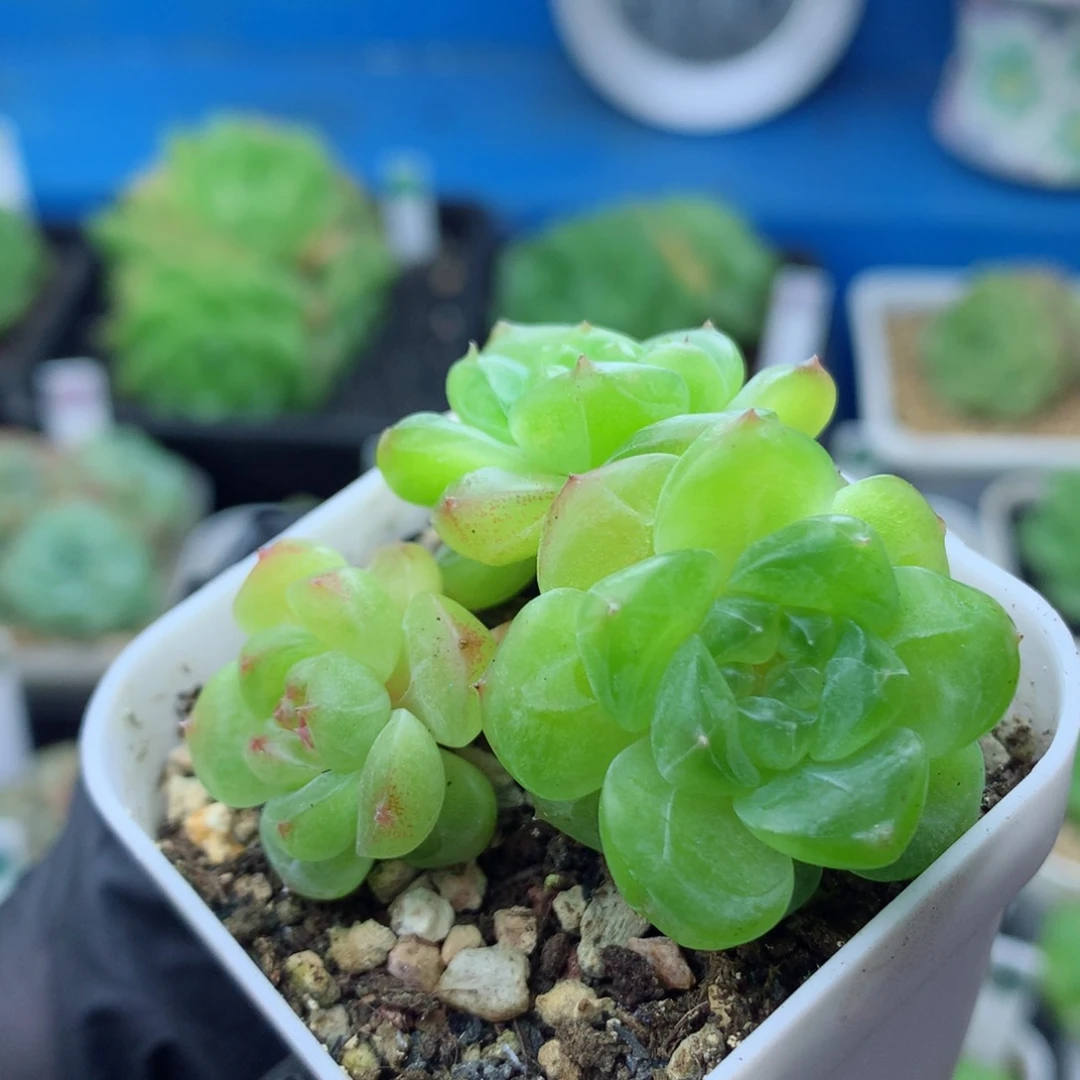 58包邮  群生不包整甜心21