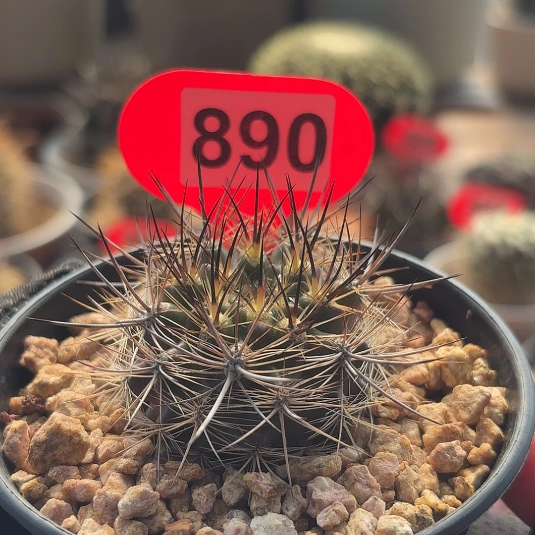 仙人球实生智利球