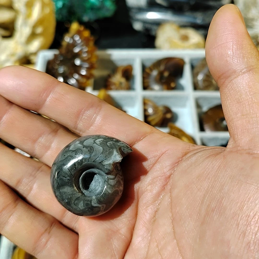 西***头石材合腹菊石化石
