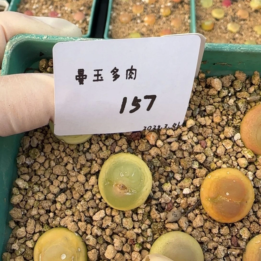 路**河多肉多肉多肉157