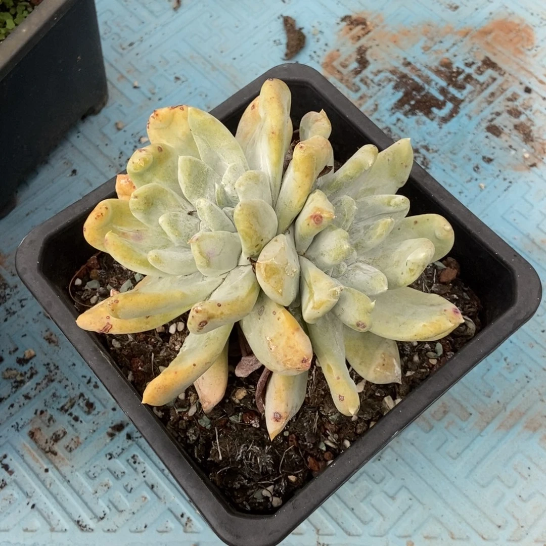 拇指多肉植物啦啦啦