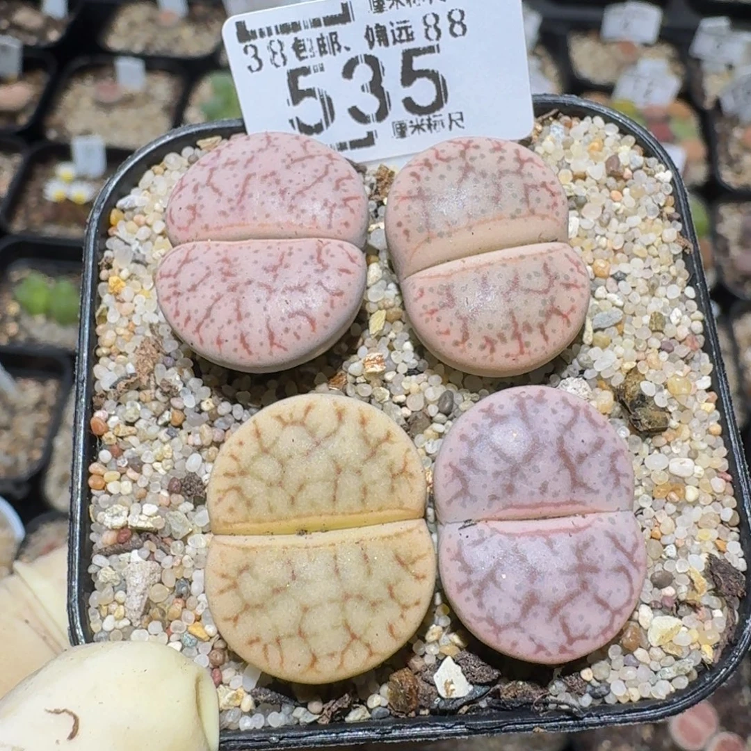 zzzzz精品生石花535