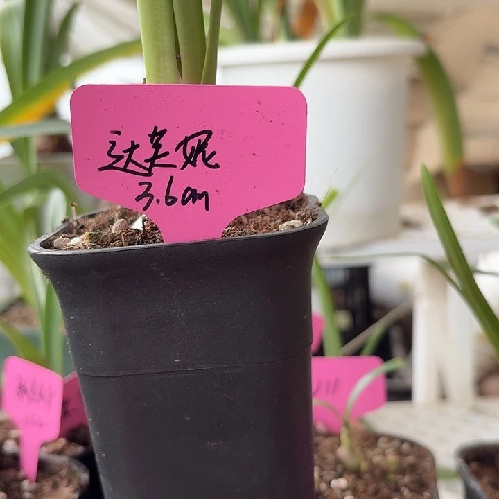 无花朵达芙妮朱顶红直径3.6