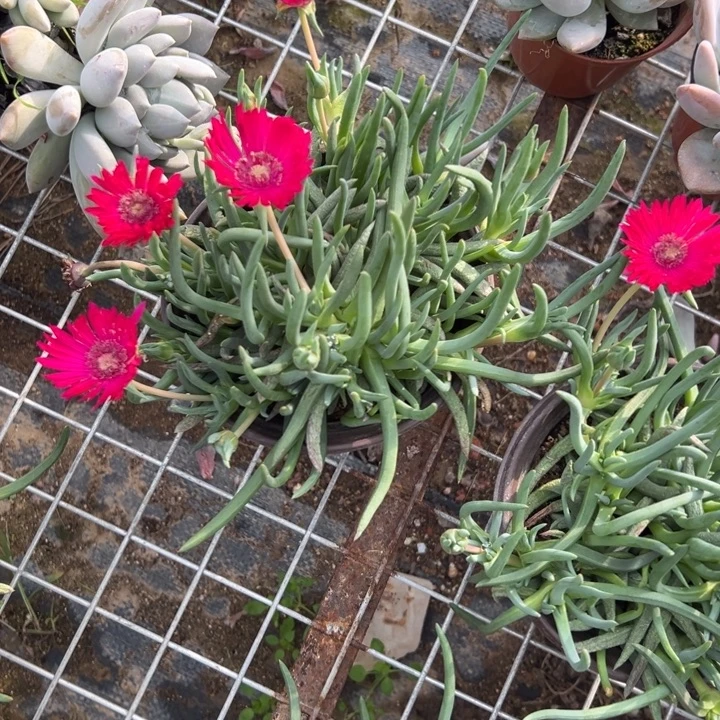 奔龙母本，一物一拍