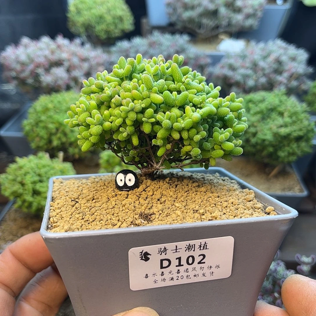 102蜜橘糖球枝干番杏