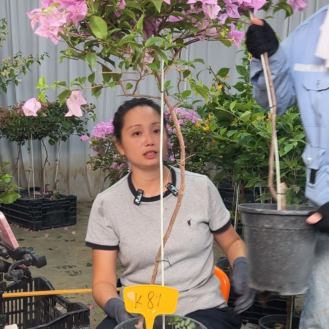 X***u当前无花栽培后可以开花K81巴西紫