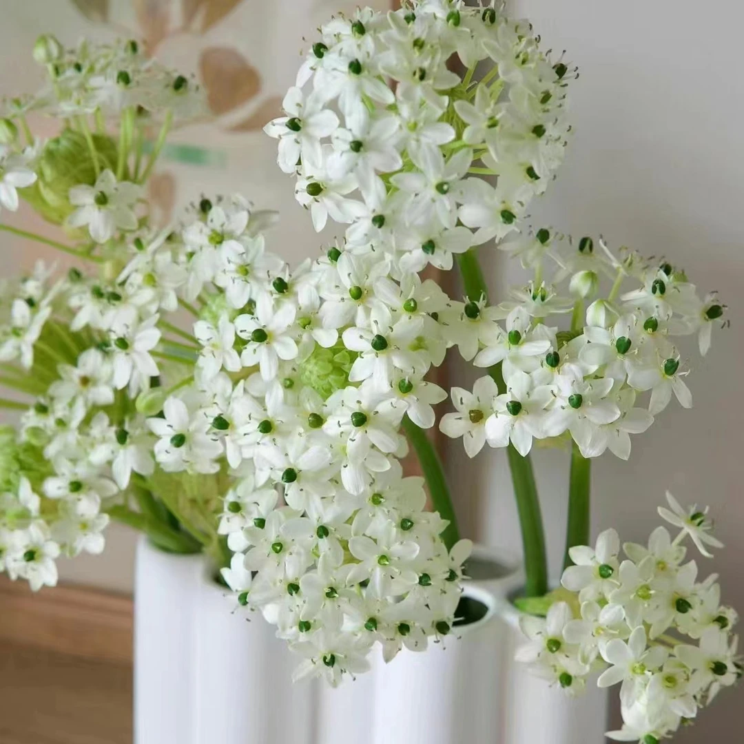 【天鹅绒AK】伯利恒之星 天鹅绒10枝 花期长 |满两单升级快递