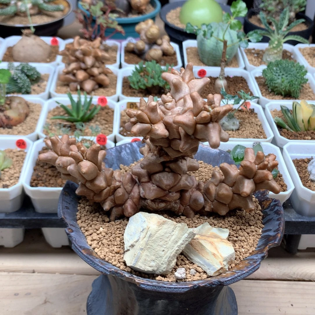 蛮鬼塔厚敦菊脱土多肉