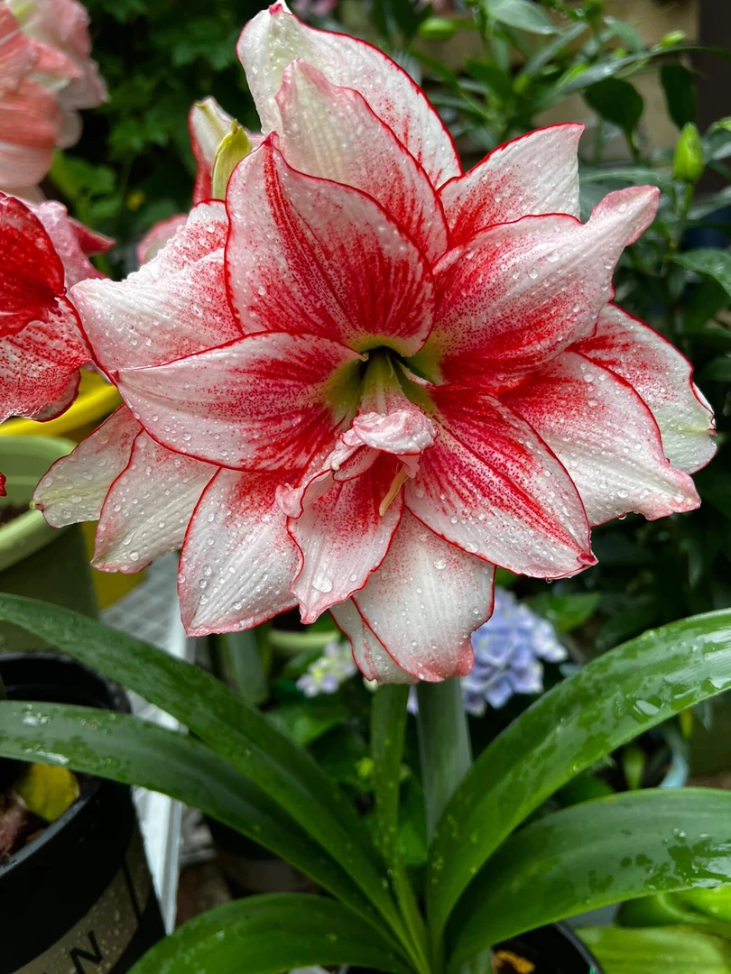 （精灵）朱顶红自然球包对版重瓣送肥料