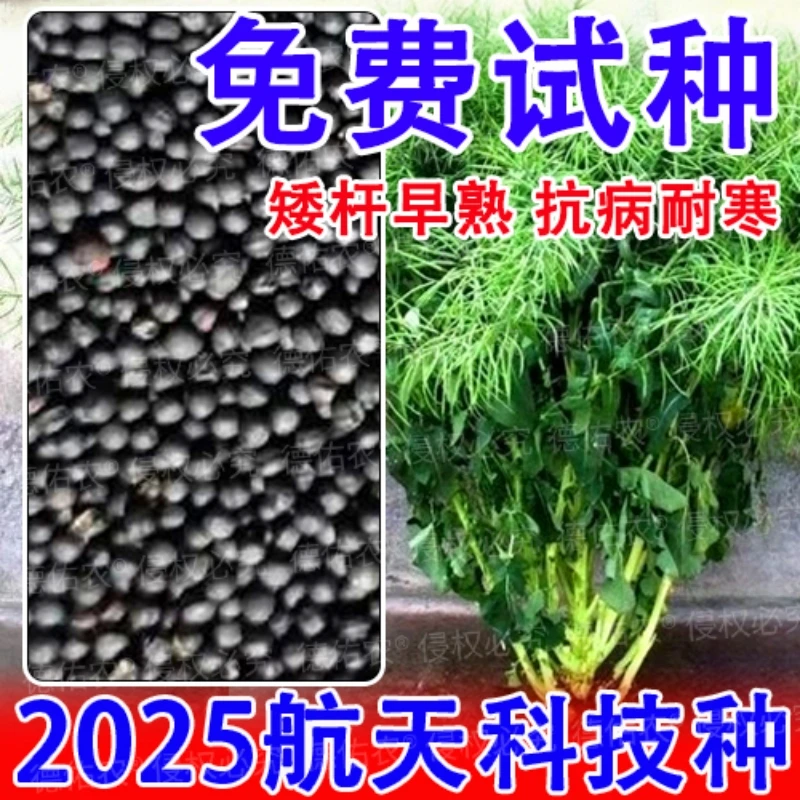 高产油菜种子原种超矮杆早熟抗病抗旱南方油菜籽原装农科院正品