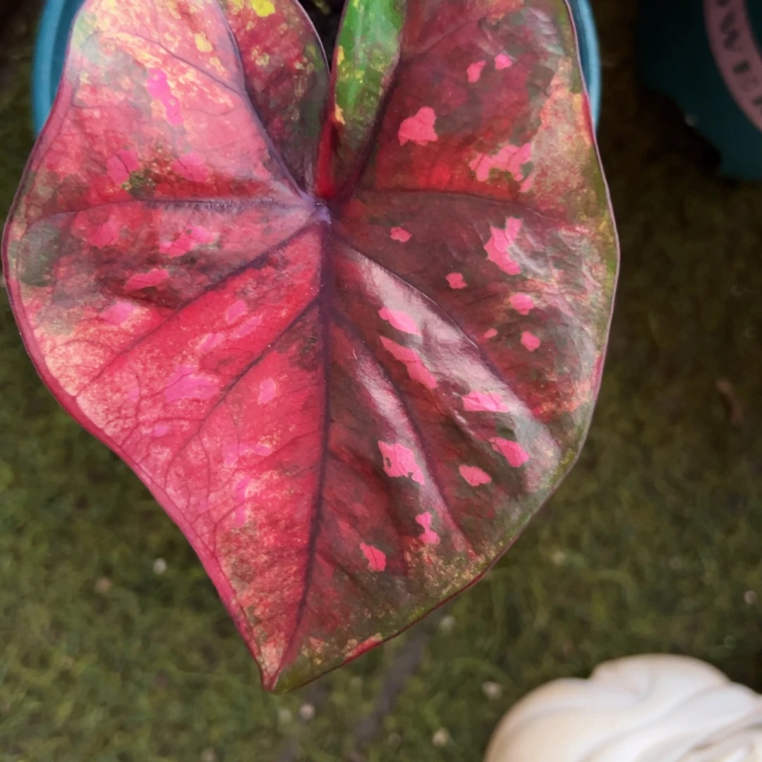 无花朵落日莫奈杂泰彩个体