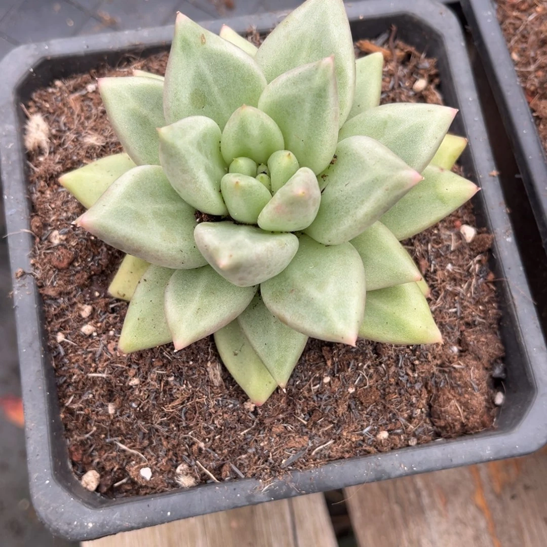 摘***陈多肉植物杂交多肉