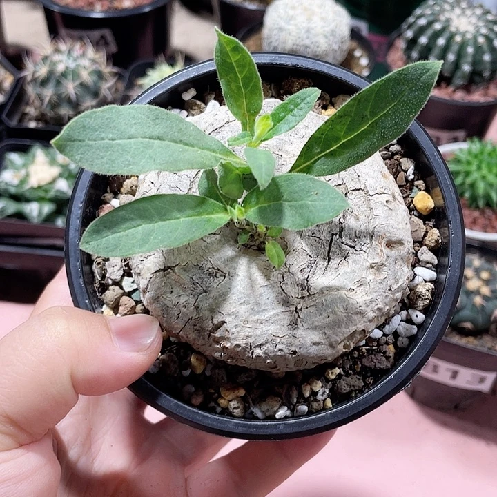 768产地龙卵窟块根