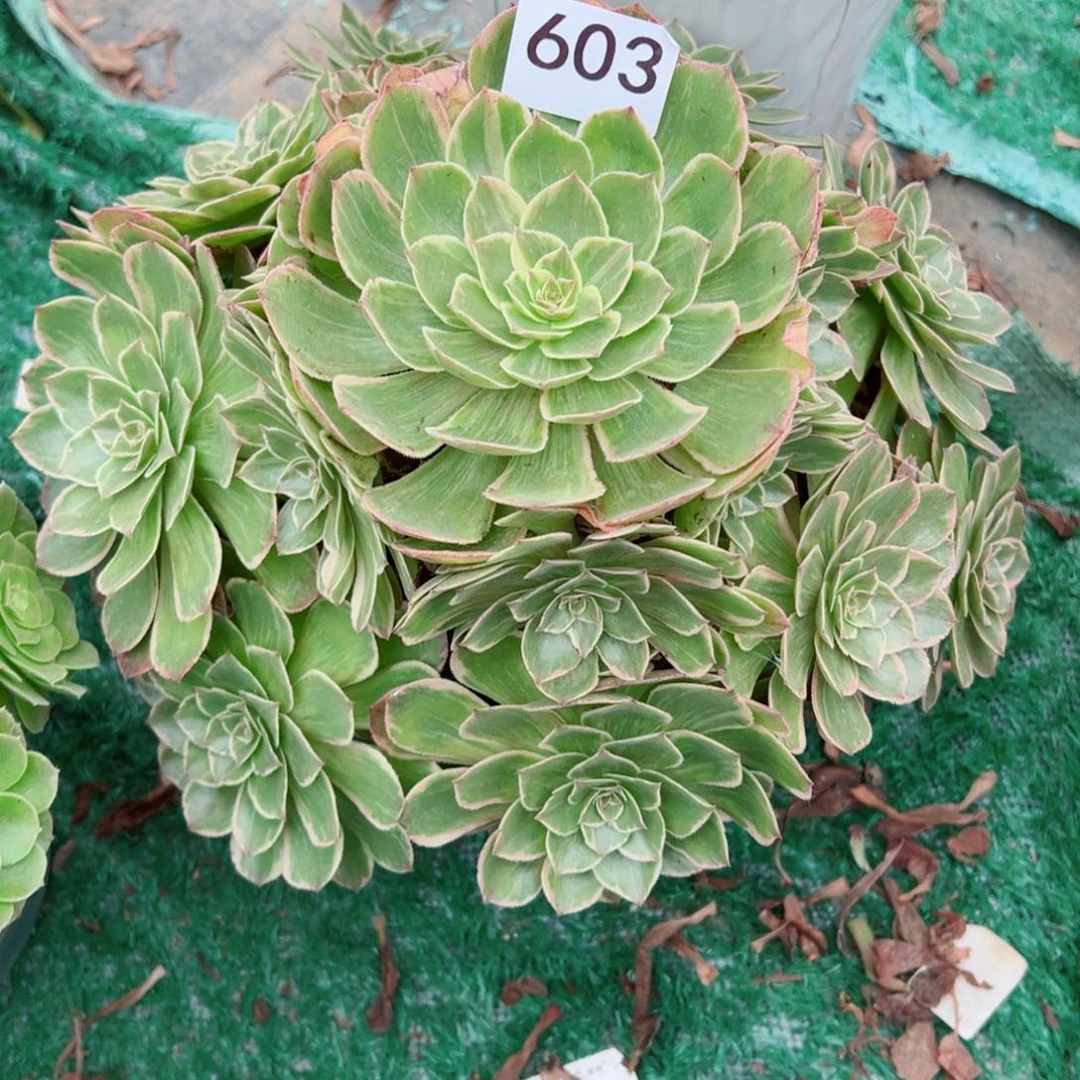 603莲花座法师多肉植物