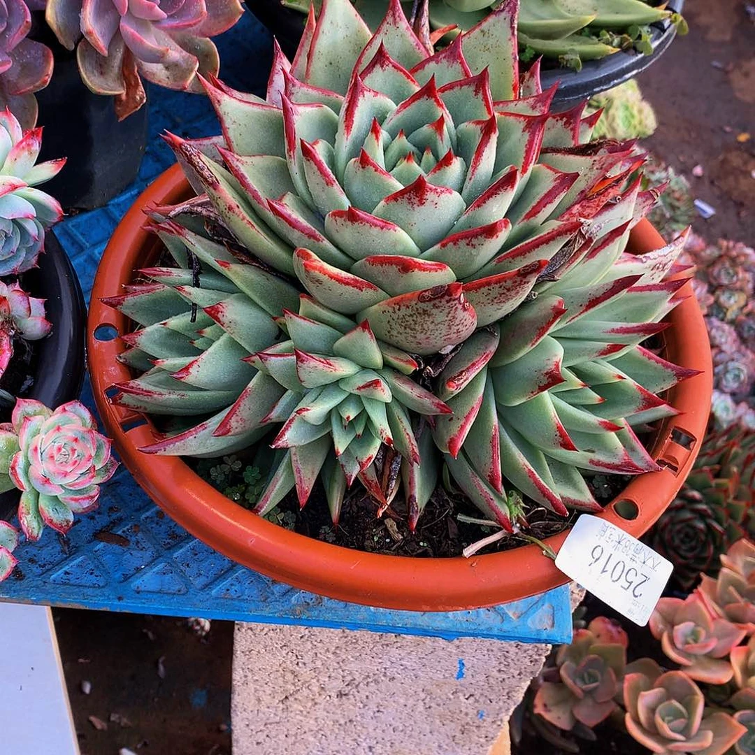 沫***）   乌木多肉25016