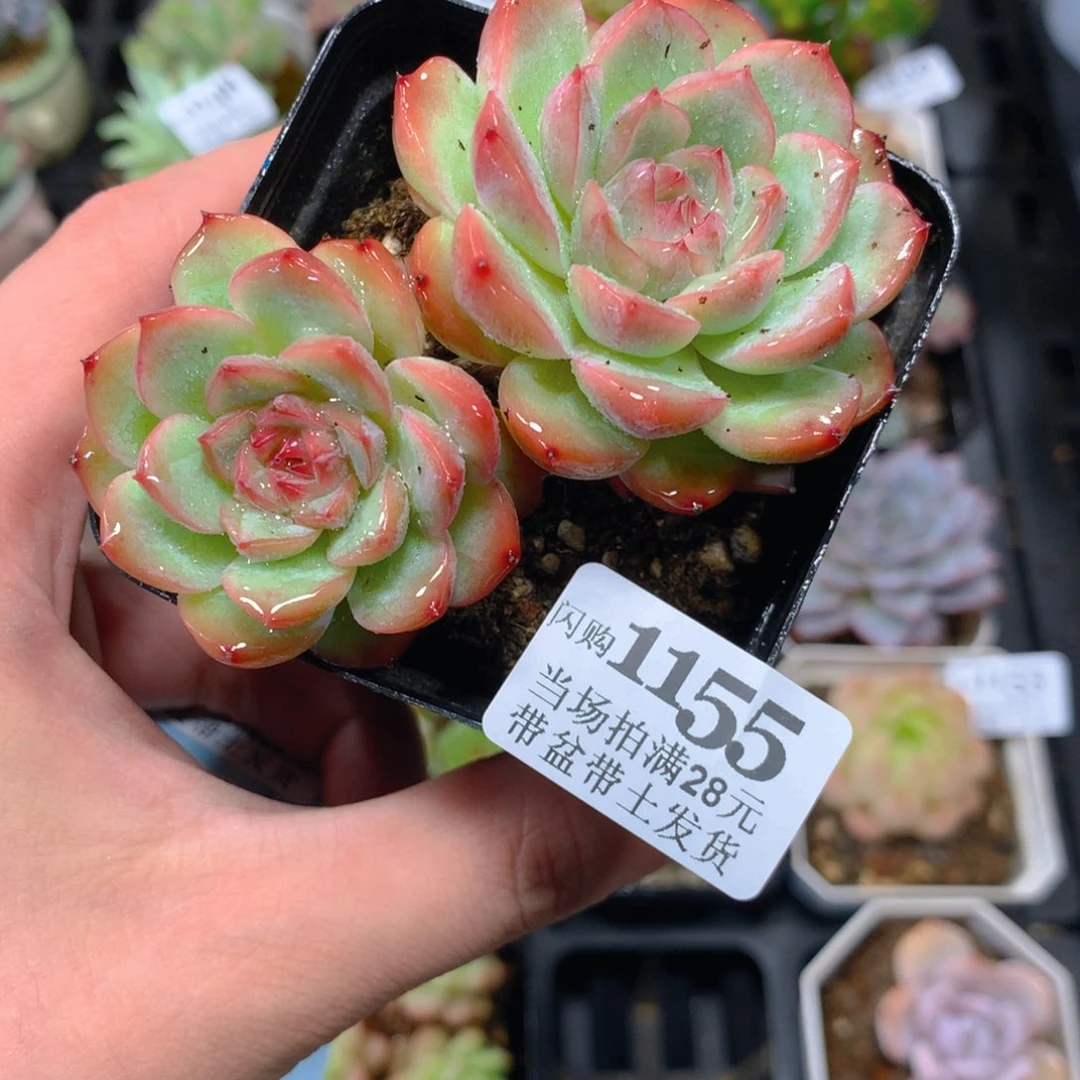 5厘米盆精控多肉1155