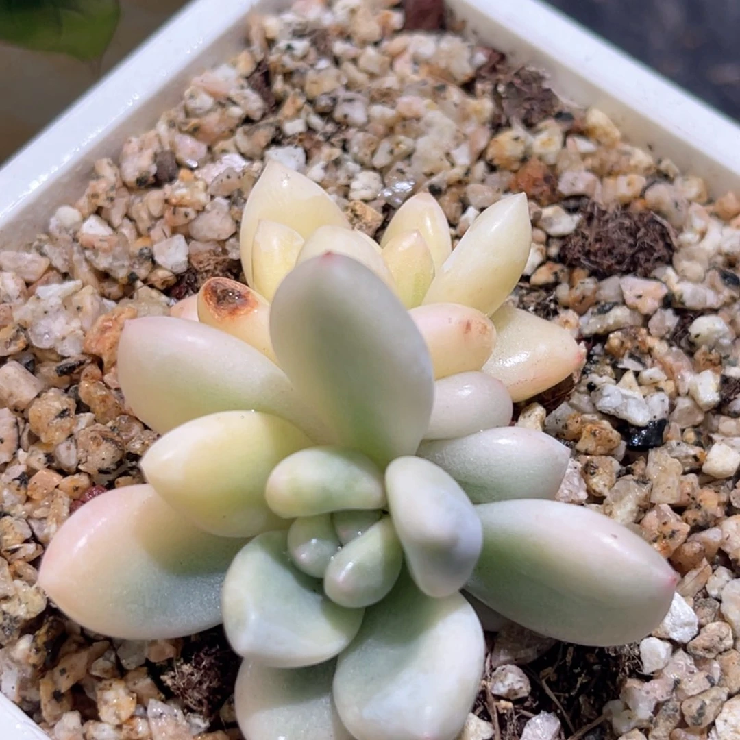 多肉特价新香水锦