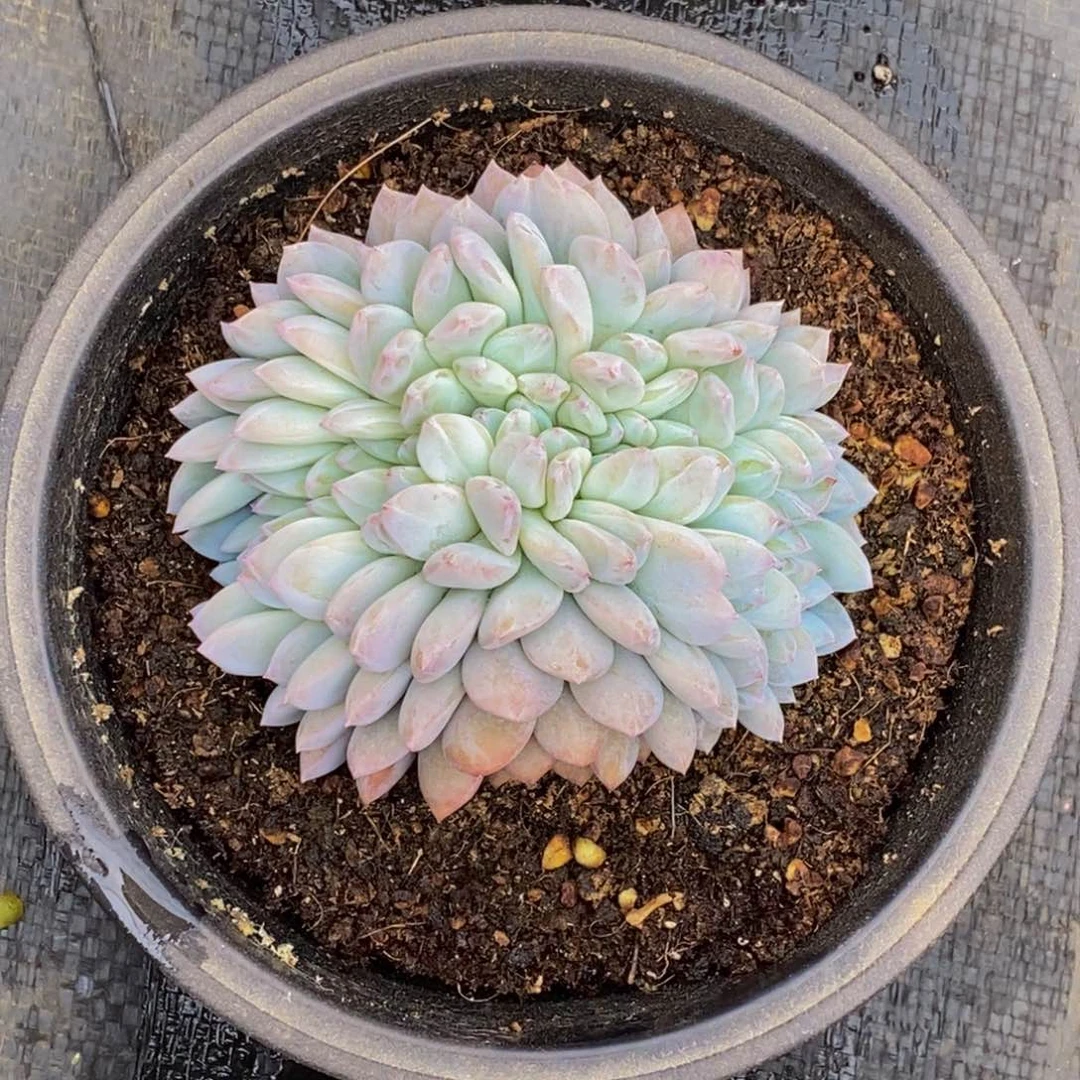 遵****丽多肉植物一物一拍