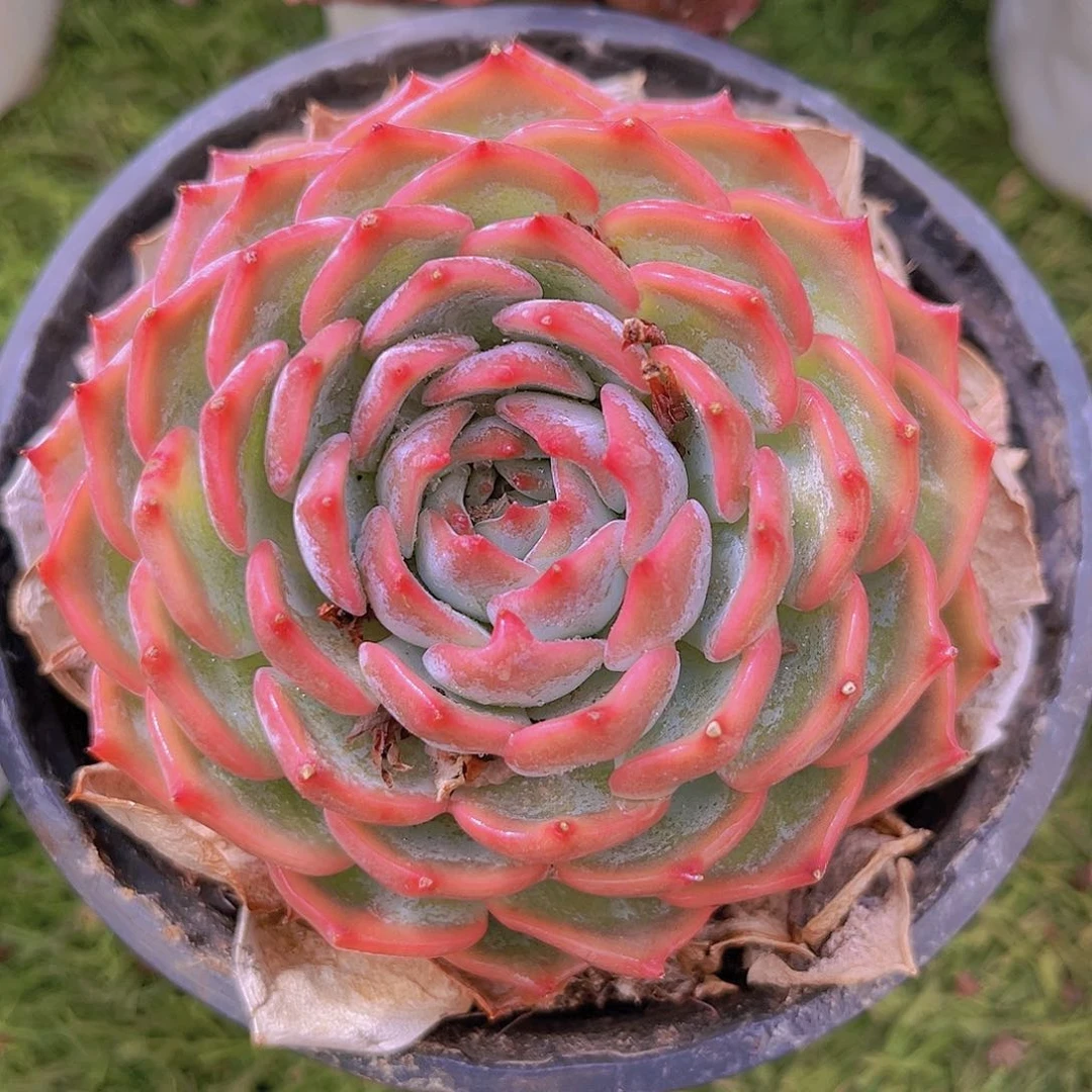 海盗998788877777778788