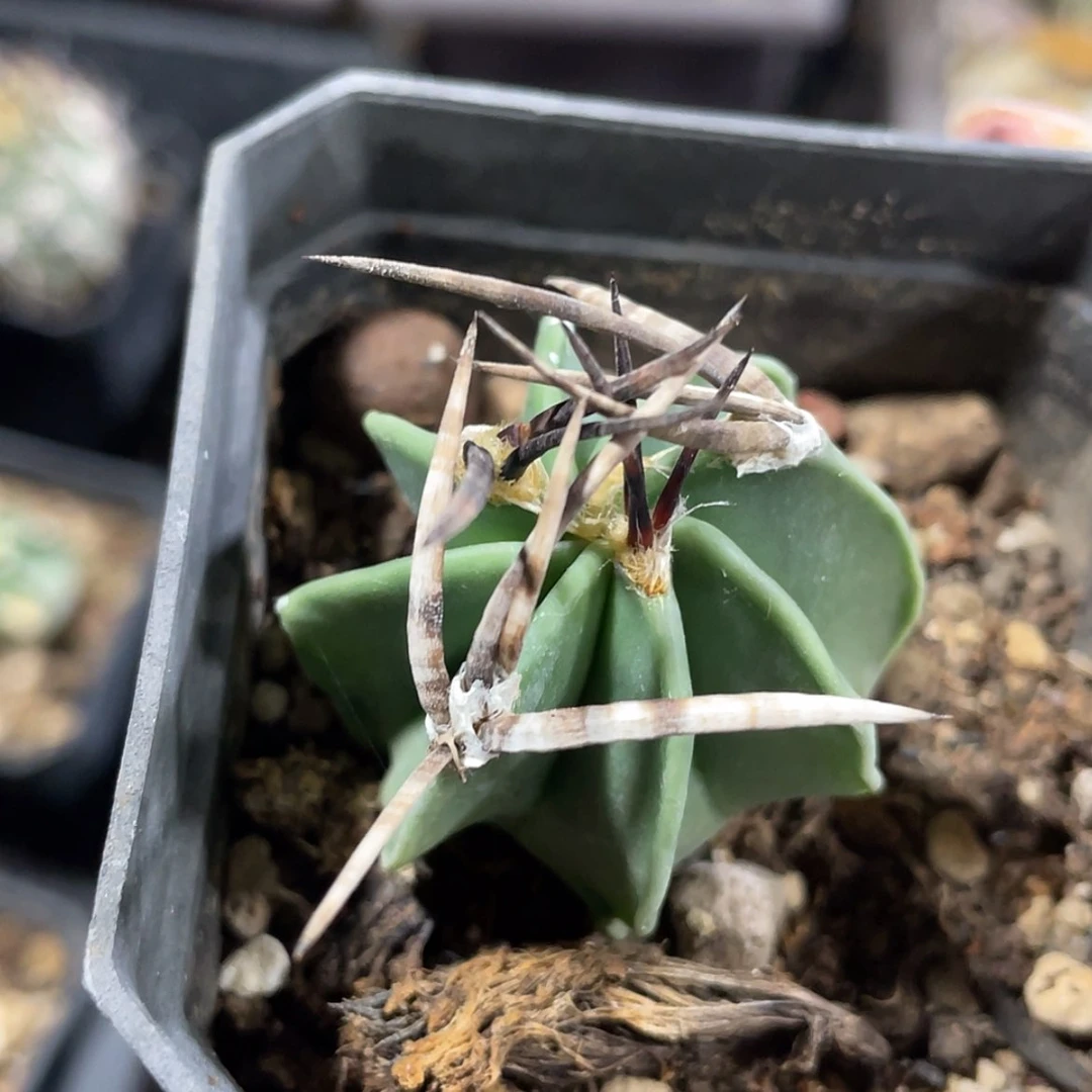 【闪购商品】水牛角大凤玉实生66