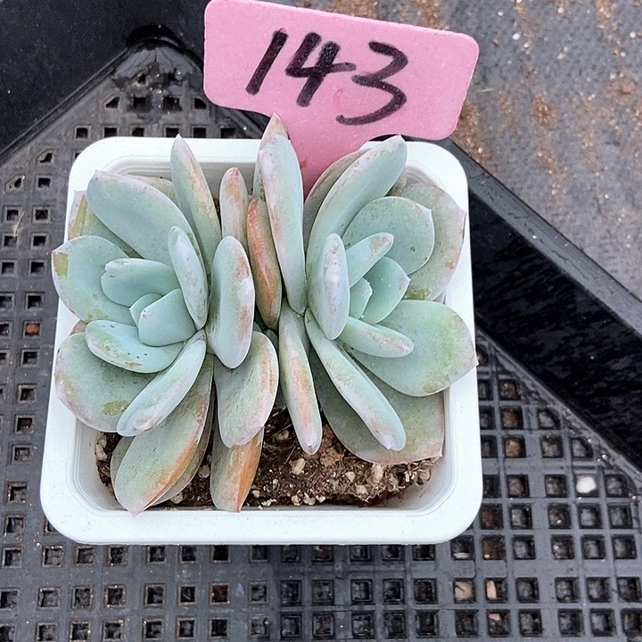 芒****多肉去奶茶143多肉