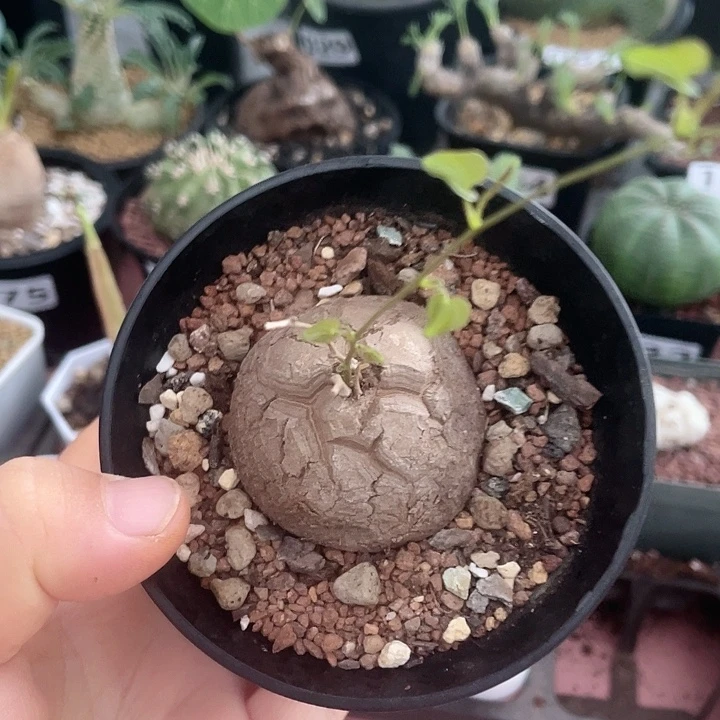271龟甲龙块根植物
