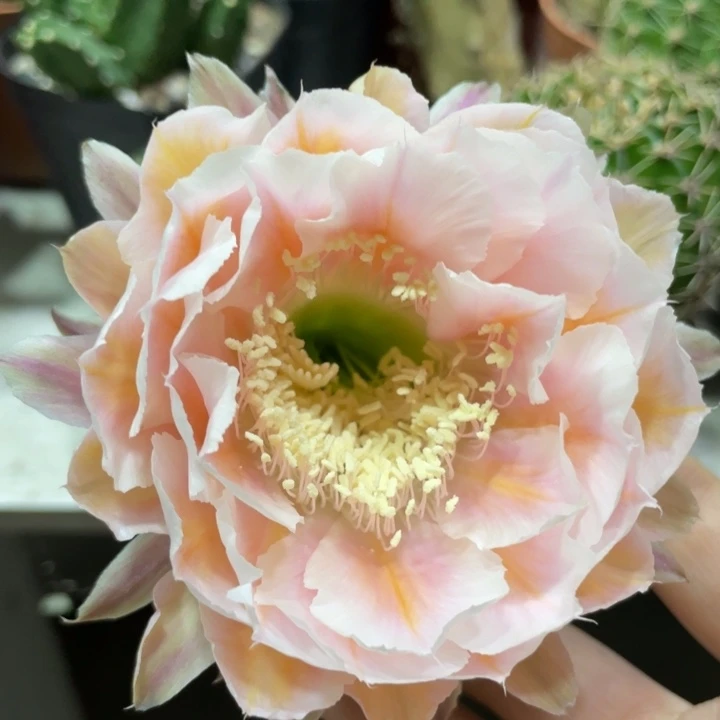 新品彩草20号母本一个