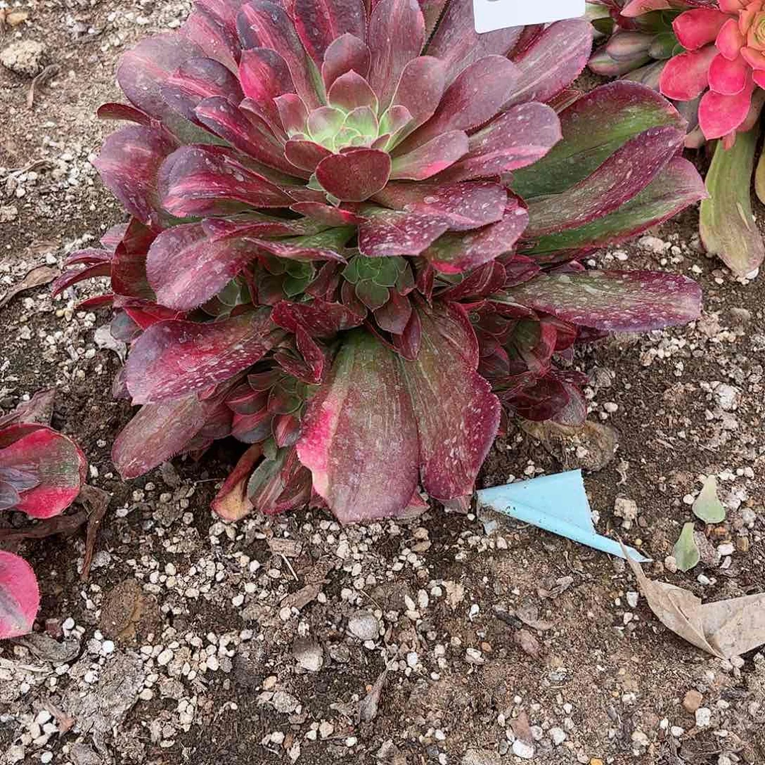 多肉植物七彩537