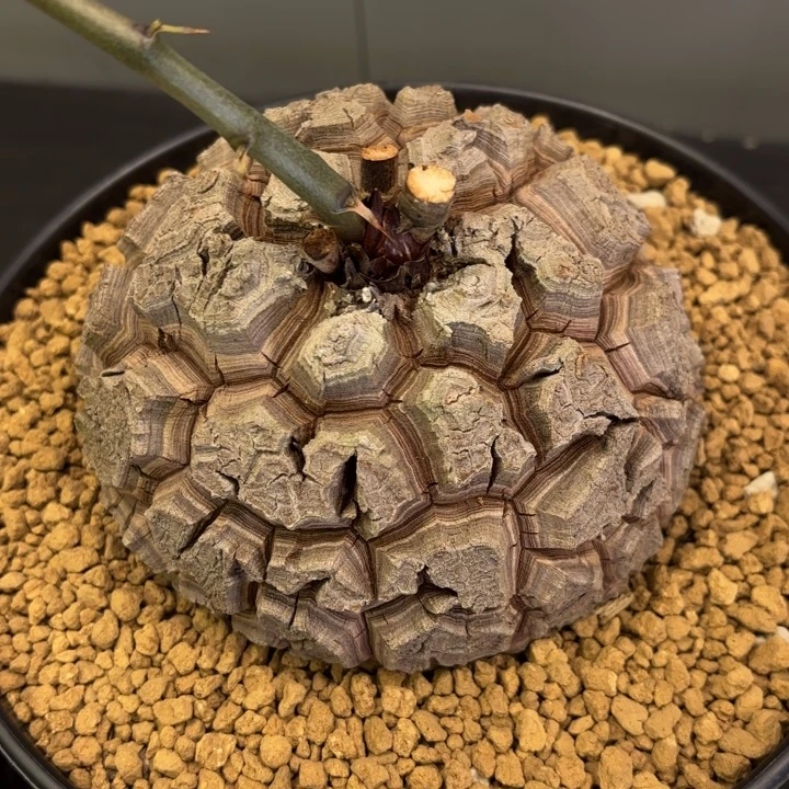 2002号龟甲龙带盆包邮不退不换