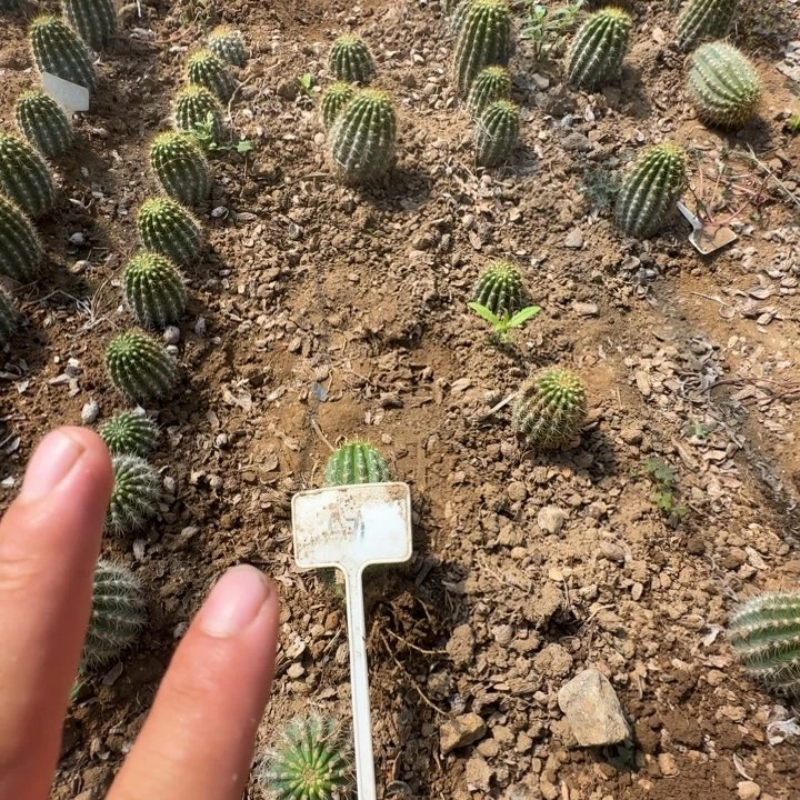 乖***妞火焰魔术c71毛花柱