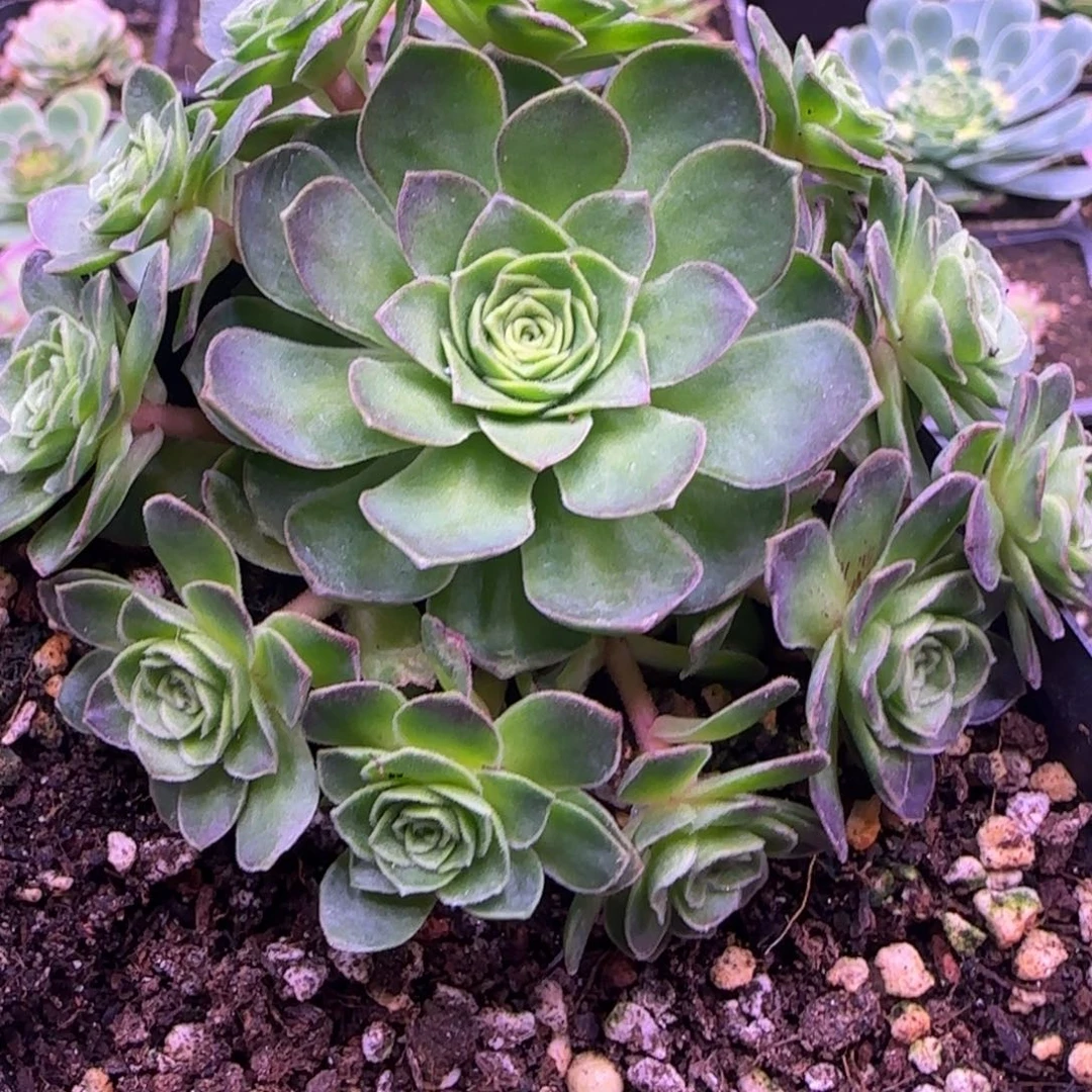 8厘米捧花新品玫瑰42122353